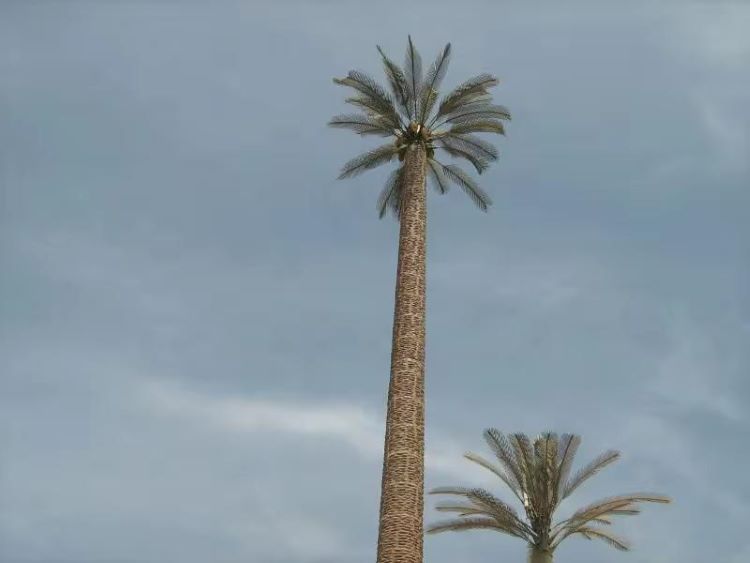 25m_Camouflage_Palm_Tree_Antenna_Microwave_Tower_02