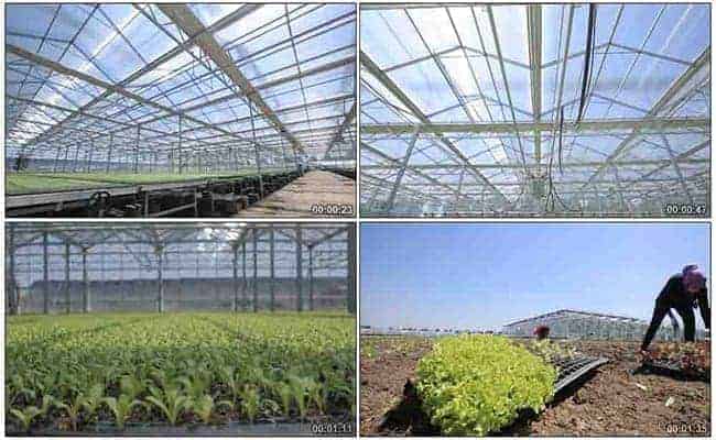 Steel_Structure_Building_Applications_6_steel-structure-Greenhouse-farming