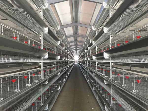 Steel_Structure_Poultry_Building_10_chicken-cages