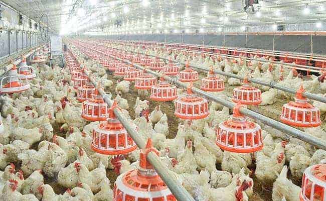 Steel_Structure_Poultry_Building_12_Pan-feeding-system