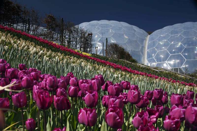 Multiple Canopies With tensioned ETFE Transparent Roofs | Architecturally Exposed Steel