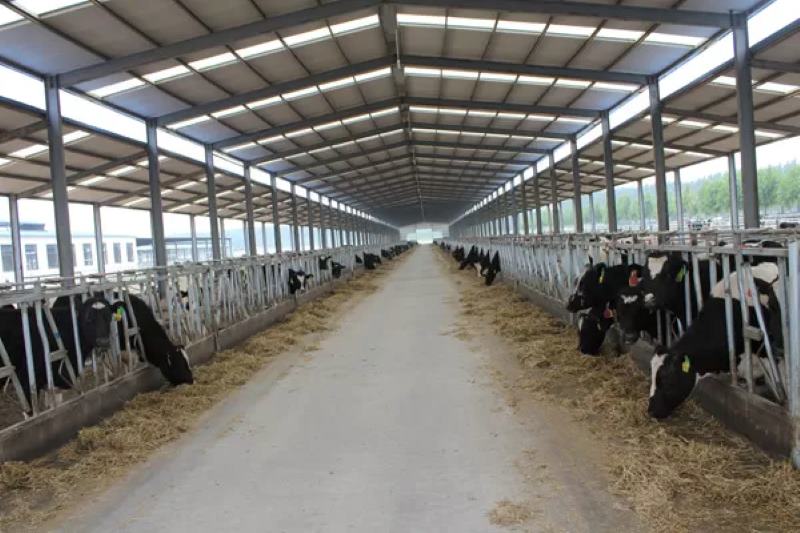 China Prefabricated steel cow shed frame systems with automation and sanitary