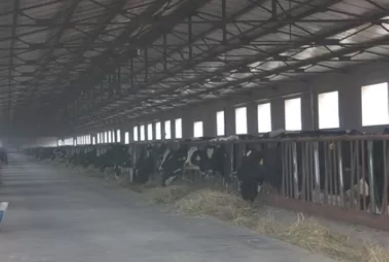 Commercial farm Cowsheds Construction