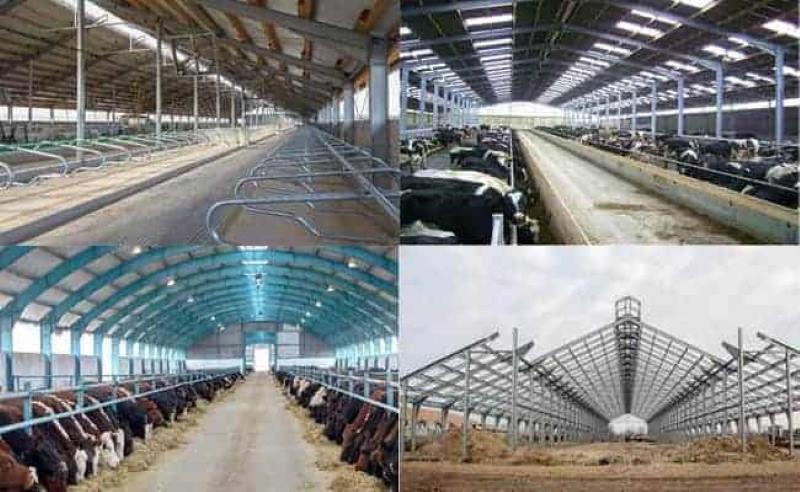 Steel Frame Cow Barns