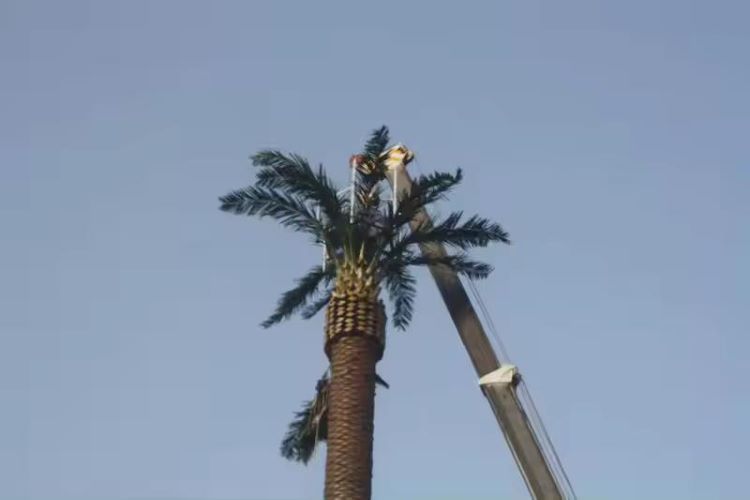 Stealth Artificial Palm Tree Camouflaged Communication Antenna Tower